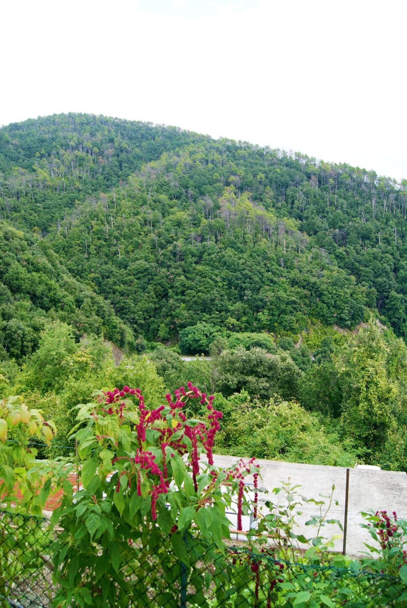 Chez Il Pino Vernazza Vista Mare Zewnętrze zdjęcie